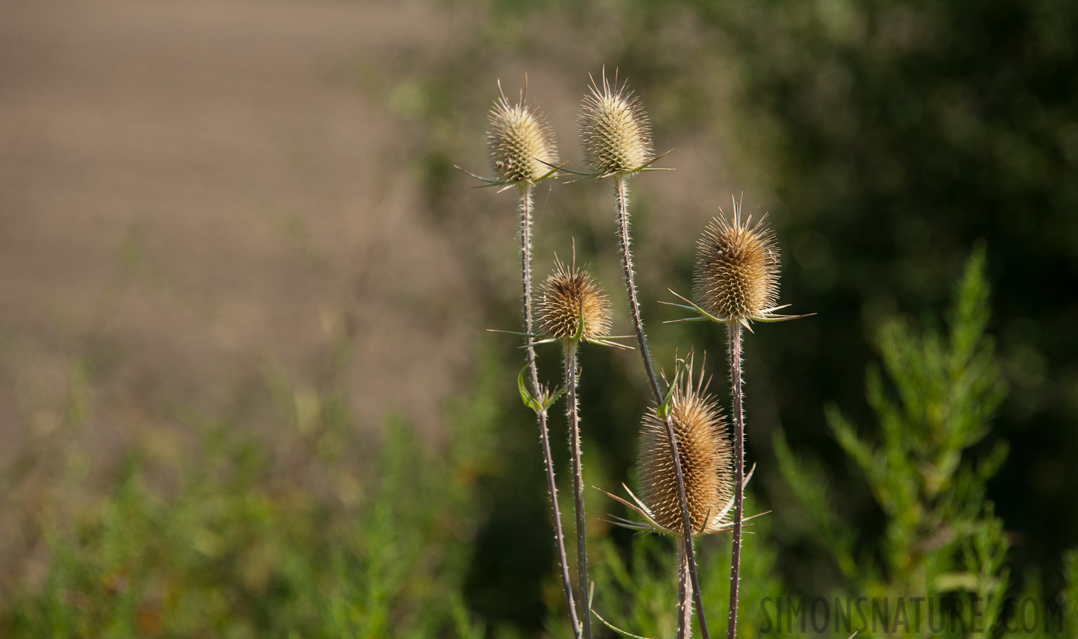 Serbien -  [300 mm, 1/1250 Sek. bei f / 8.0, ISO 800]